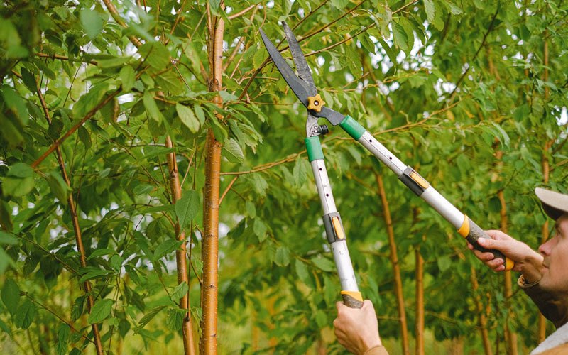 Tree trimming in Elcho, WI